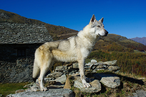 A Czechoslovakian wolfdog standing in the mountains
