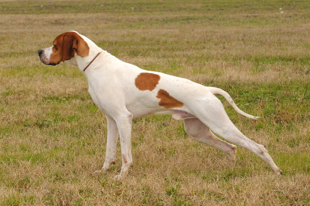 süßer deutsch kurzhaariger vorstehhund läuft im freien - pointer hund stock-fotos und bilder