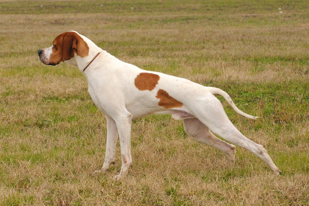 Cute german shorthaired pointer dog running outdoors