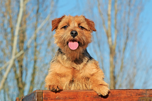 A beautiful shot of a Typical Norfolk Terrier  outdoors during the day