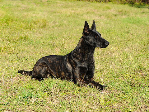 A black Dutch Shepherd Dog laying on the lawn outdoors