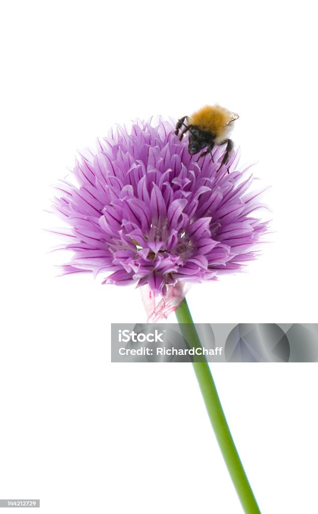 Bienenfresser-autiful - Lizenzfrei Biene Stock-Foto