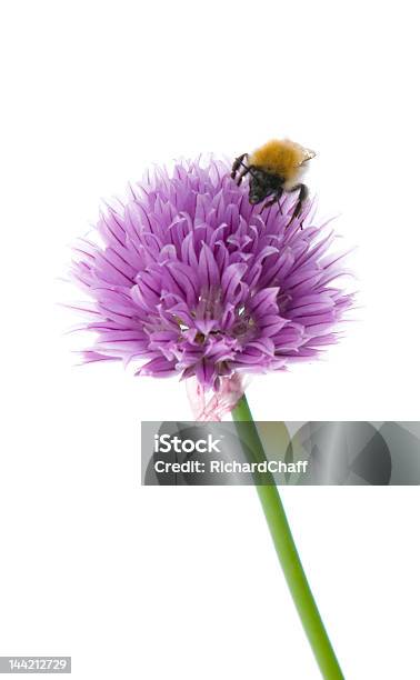 Bienenfresserautiful Stockfoto und mehr Bilder von Biene - Biene, Blume, Einzelne Blume