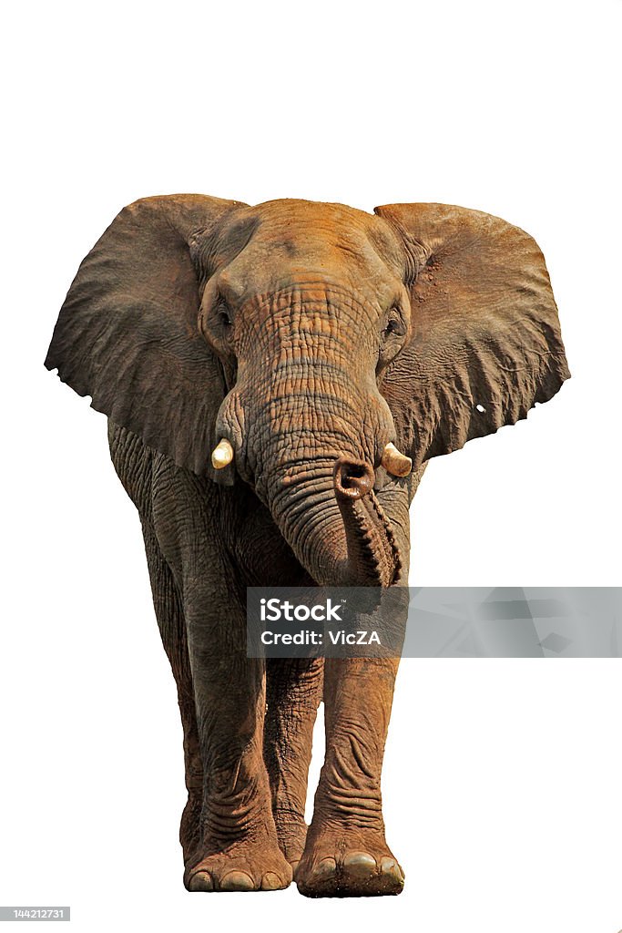 African Elephant isolated #2 African elephant isolated on a white background Africa Stock Photo