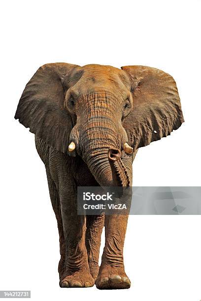 African Elephant Isolated 2 Stock Photo - Download Image Now - Africa, African Culture, African Elephant