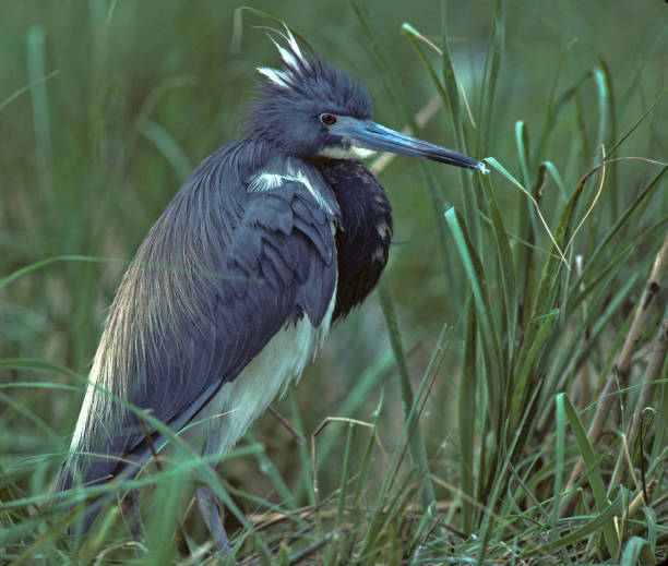istock Bird-Tricolor heron 144212795