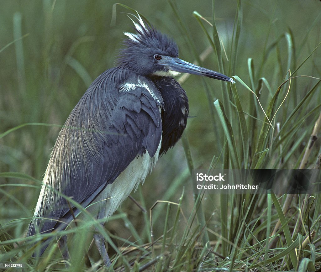 Ptak-Tricolor heron - Zbiór zdjęć royalty-free (Bez ludzi)