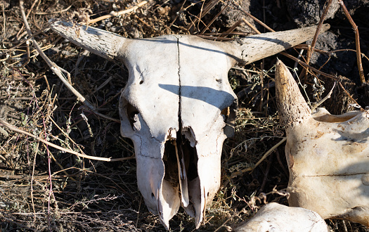 cow skull lies in the grass. short horns on a cow skull