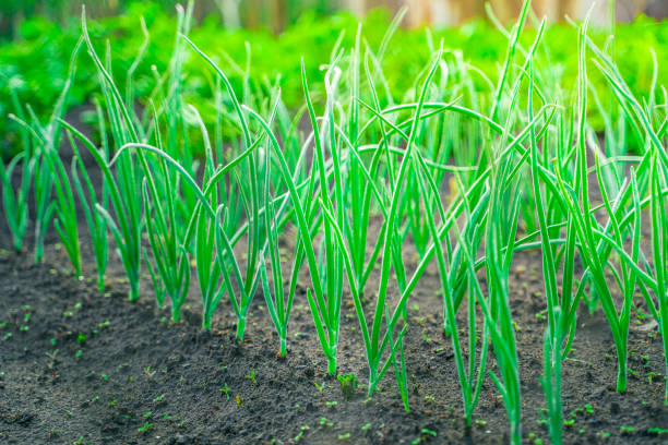 istock Green young growing onion grows in the garden bed 1442128864