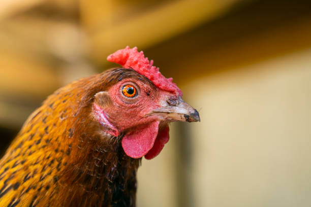istock Beautiful brown chicken close-up on a blurred background 1442128923