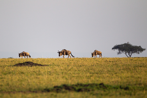 Blue Wildebeest crossing the Mara River during the annual migration in Kenya