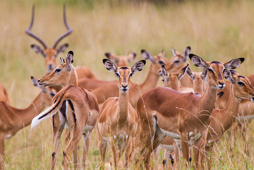 Impala heard on the lookout for predators in the Masai Mara