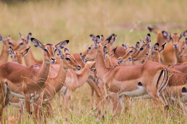 istock Impala heard on the lookout for predators in the Masai Mara 1442130059
