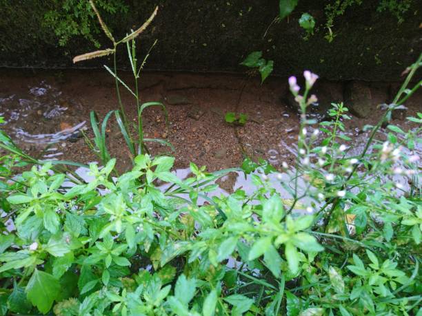 istock Puddle of Rainwater in the Grass 1442130257