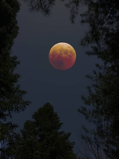 istock Composite image of blood moon framed by tree branches 1442131252