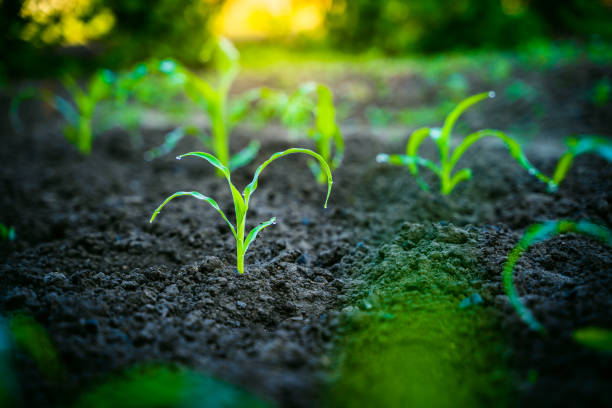 istock Close-up young green rich corn sprout grows in the field, blurred background 1442132854