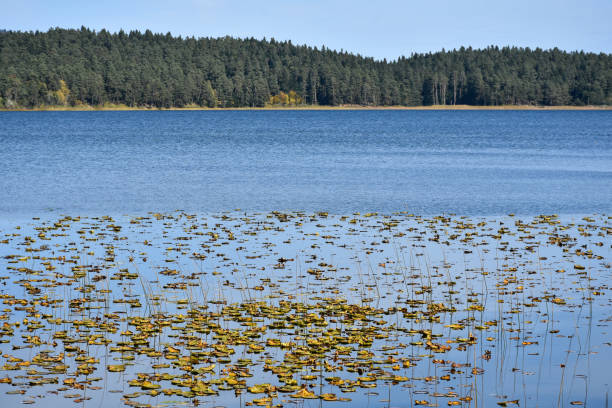 istock Water lilies on the lake with forest and sky background 1442133100