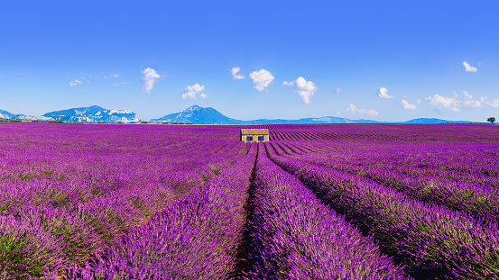 A house in lavender field.