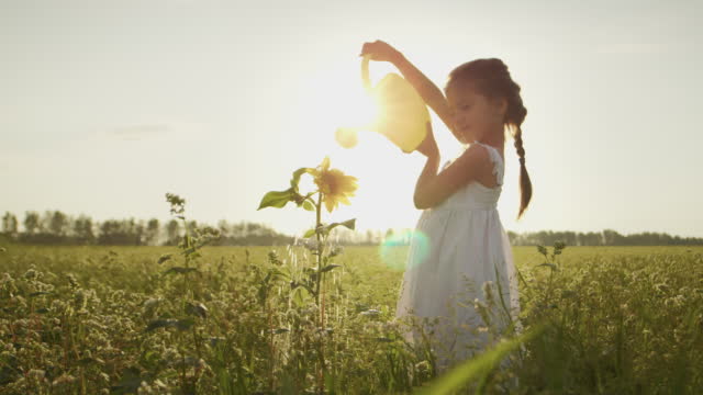 Little girl pours clean water from can on sunflower in field