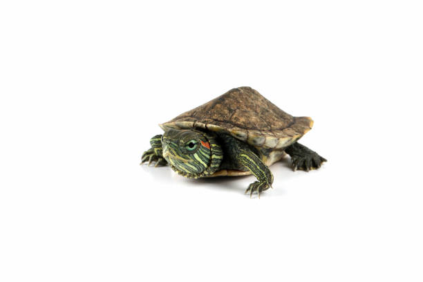 istock Baby brazilian turtle on white background 1442134990