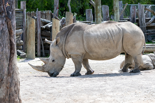 Native to southern Africa, the SOUTHERN WHITE\nRHINOCEROS weighs up to 2.5 tons; with a life expectancy is 40 years. Eyesight is poor, but they have excellent sense of hearing and smell. Unlike their cousin, the black rhino, they are reasonably docile animals.\n\nSouthern White Rhinoceros Grazing and Drinking Water from a Lake in a Field Surround by Lush Trees in South Florida in the Fall of 2023. Wild Animals on Safari.
