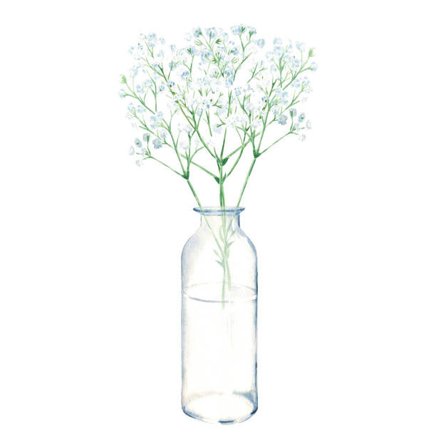 gypsophila zweige, babyatem in vase, flasche, glas. aquarell handgezeichnete botanische illustration isoliert auf weißem hintergrund. öko minimalistischer stil für grußkarte, poster. - blumenvase stock-grafiken, -clipart, -cartoons und -symbole