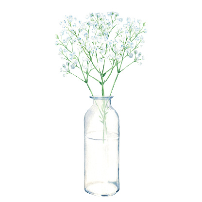 Gypsophila branches, baby breath in vase, bottle, jar. Watercolor hand drawn botanical illustration isolated on white background. Eco minimalistic style for greeting card, poster