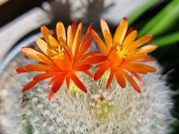 Photo of A spiky cactus with two orange flowers. blur background and selected focus.