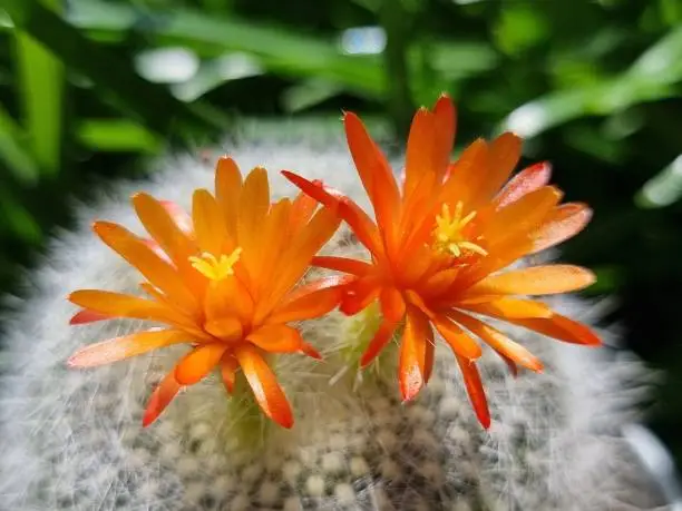 Photo of A spiky cactus with two orange flowers. blur background and selected focus.