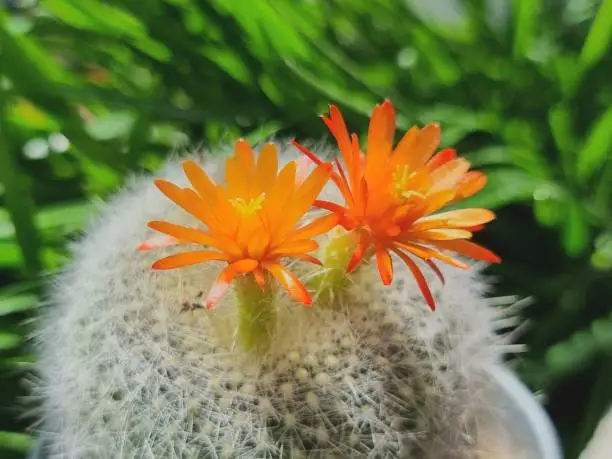 Photo of A spiky cactus with two orange flowers. blur background and selected focus.