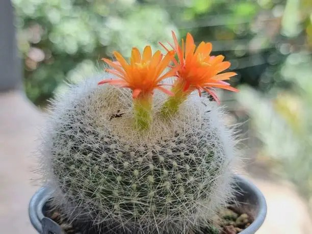 Photo of A spiky cactus with two orange flowers. blur background and selected focus.