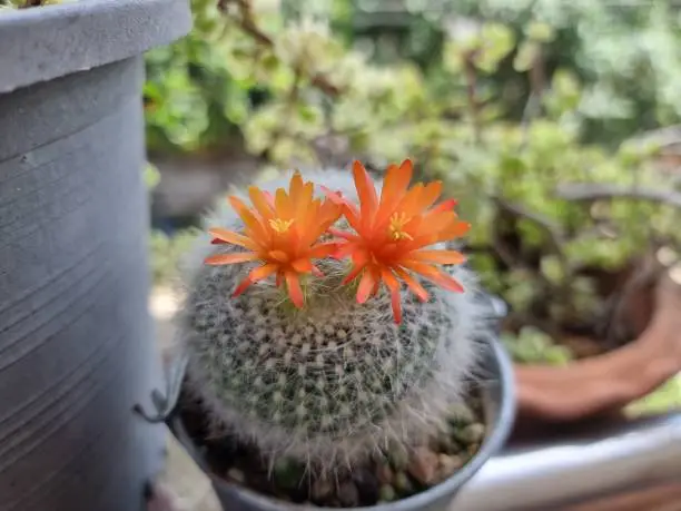 Photo of A spiky cactus with two orange flowers. blur background and selected focus.