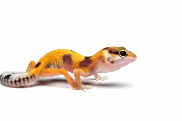 Leopard gecko closeup on isolated white background stock photo