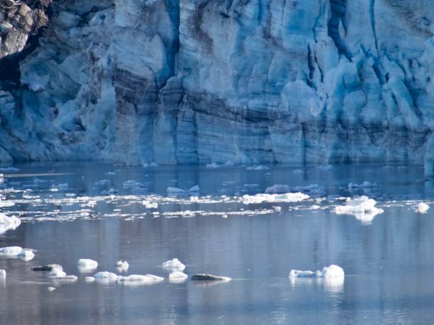 istock Glacier Bay in Alaska 1442139120