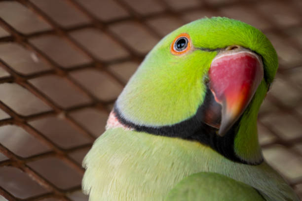 istock Indian Ringneck parrots are attractive 1442139757