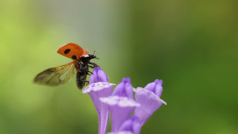 Slow motion of the moment when a ladybug flies.