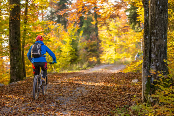 istock Man riding mountain bike in forest 1442140032