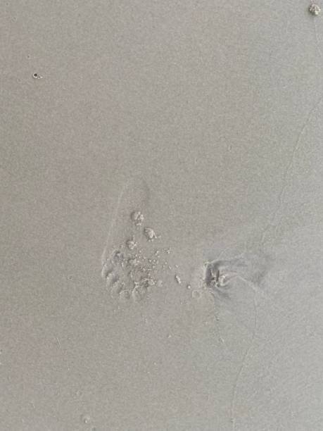 istock footprint on beach sand for background , relax time 1442140367