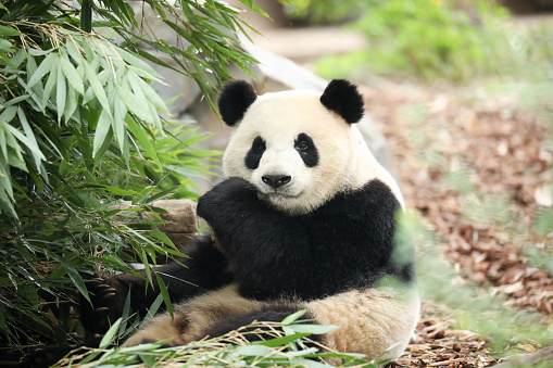 Qinling panda (Ailuropoda melanoleuca qinlingensis) eating bamboo leaves.