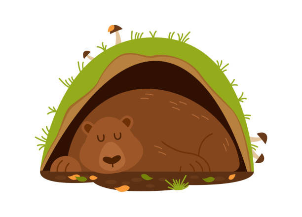 спящий медведь в норе. векторная иллюстрация - winter cave bear hibernation stock illustrations