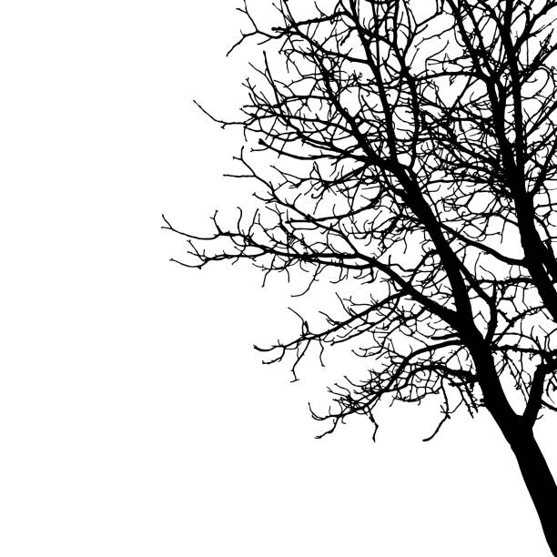 ilustraciones, imágenes clip art, dibujos animados e iconos de stock de silueta de árbol de ramas desnudas. ilustración vectorial - bare tree nature backgrounds tree trunk branch