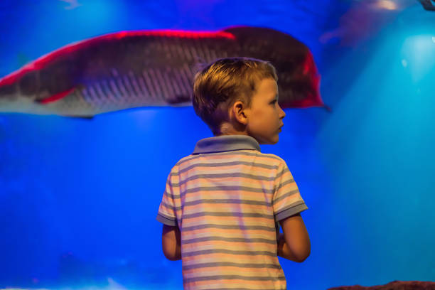 istock Young boy enjoy the view at an aquarium 1442143430