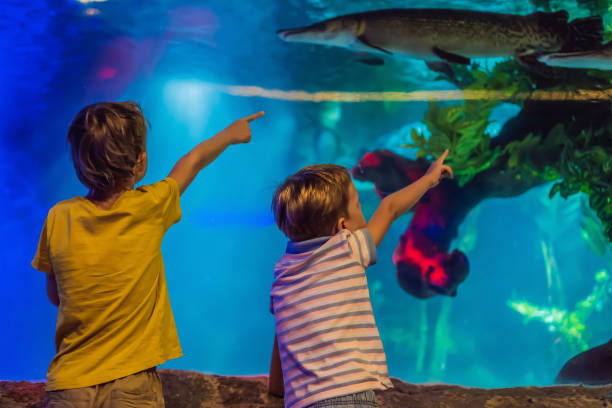 istock Two young boys enjoy the view at an aquarium 1442143434