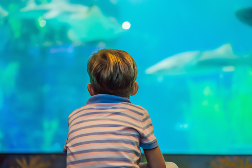 Young boy enjoy the view at an aquarium.