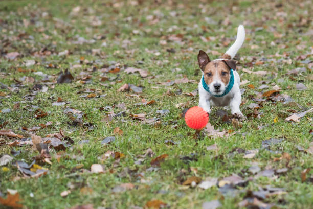 istock Dog chasing bright red ball on late fall lawn on November day 1442143811