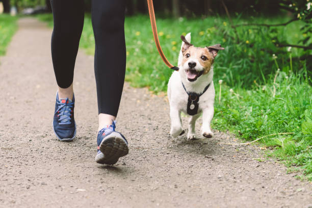 frau rennt mit hund, um während des morgenspaziergangs zu trainieren - walking stock-fotos und bilder