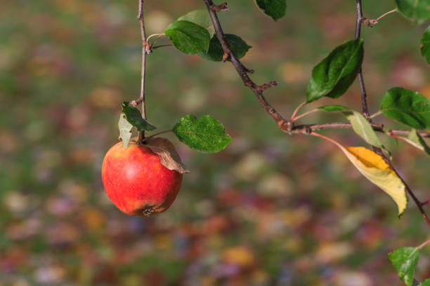 The last apple on the tree in autumn