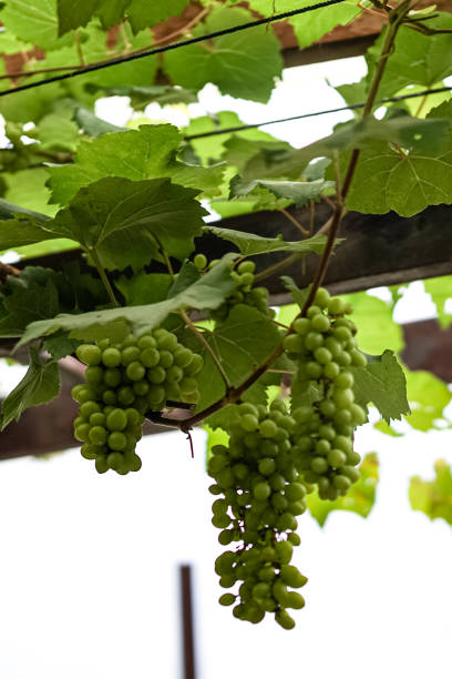 istock Green grapes with leaves on the vine 1442150303