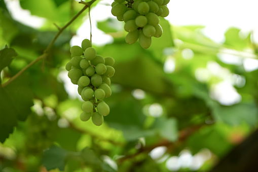 Green grapes with leaves on the vine