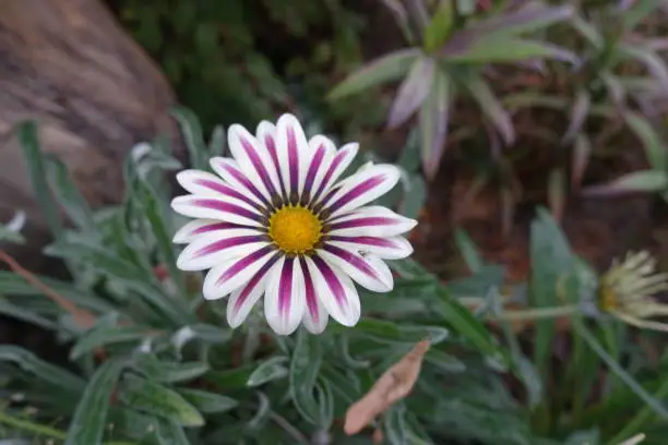 Single white and purple flower of Gazania rigens Big Kiss White Flame in mid October